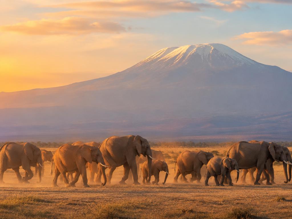 An elephant herd crossing the Amboseli plains beneath Mount Kilimanjaro